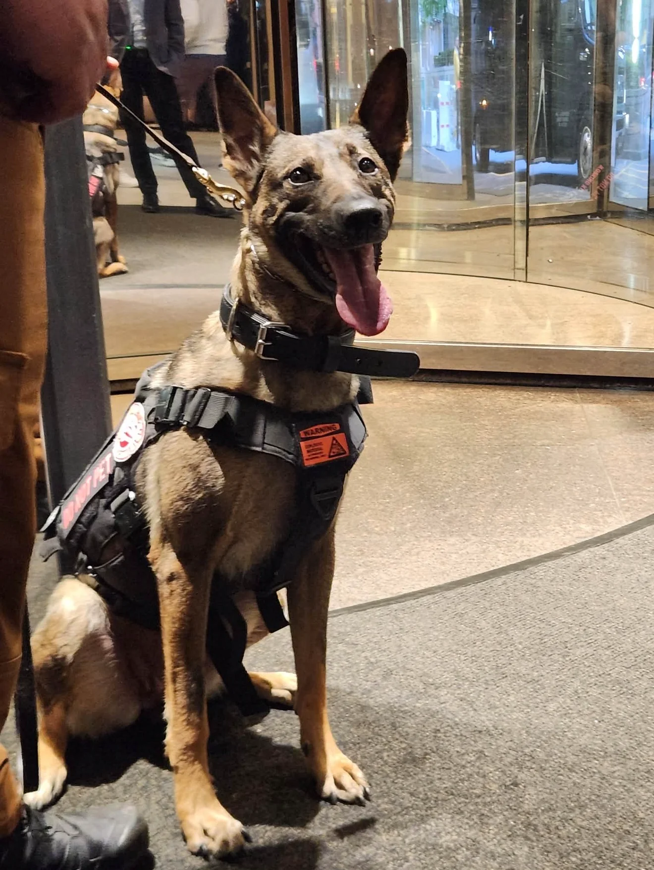 Detection dog at a building entrance