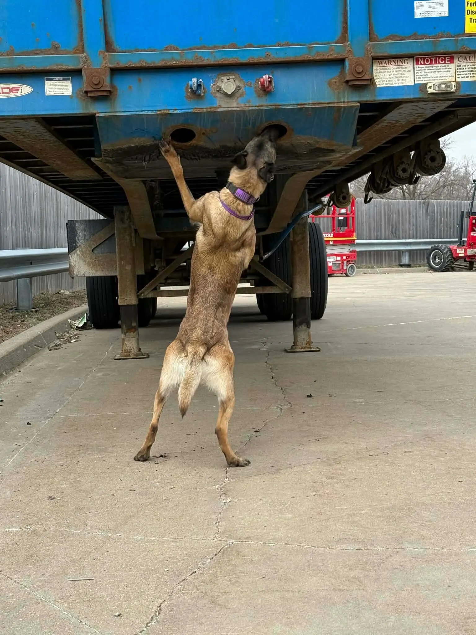 Detection dog searching beneath a trailer