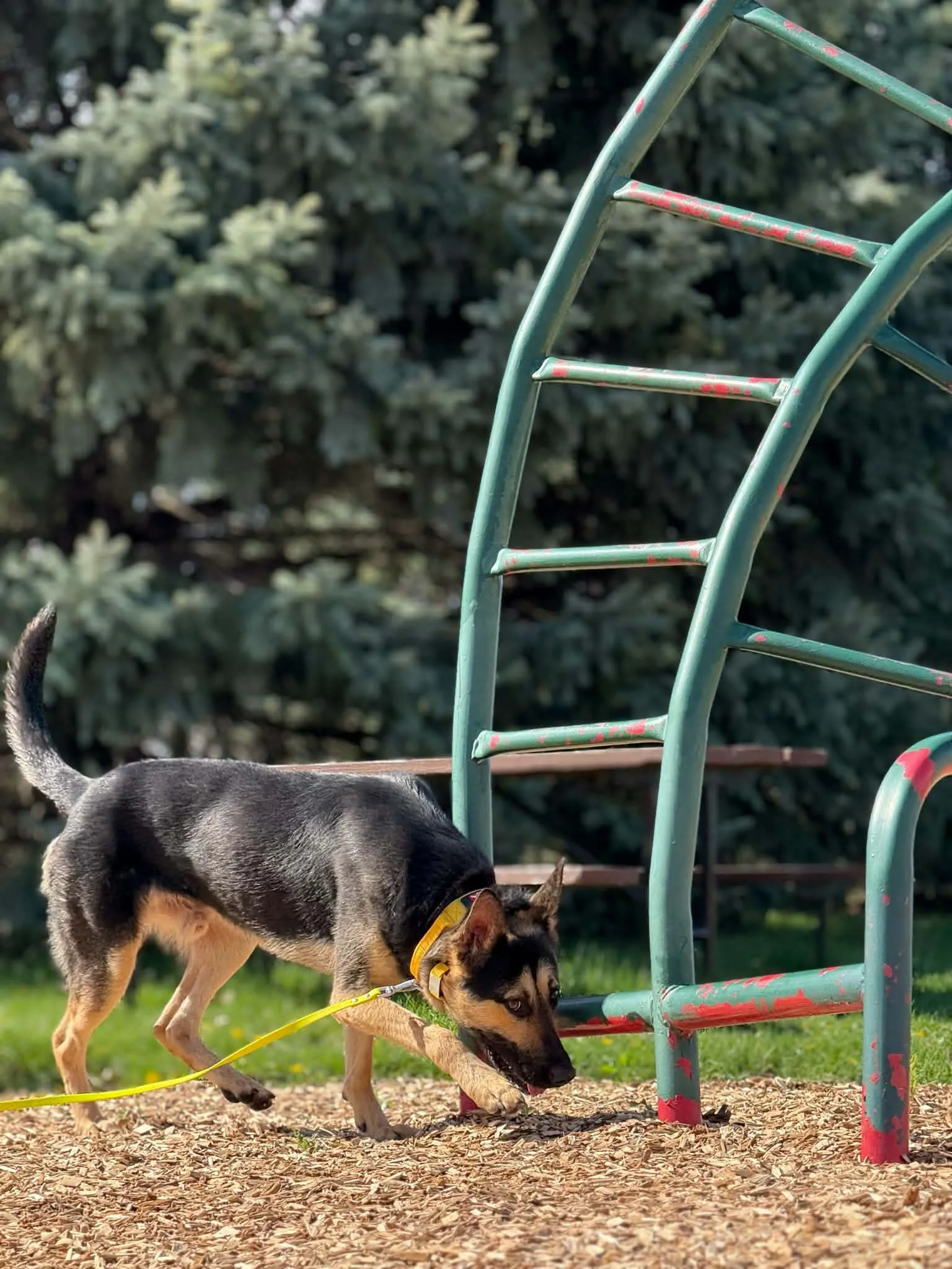 Detection dog searching a school playground
